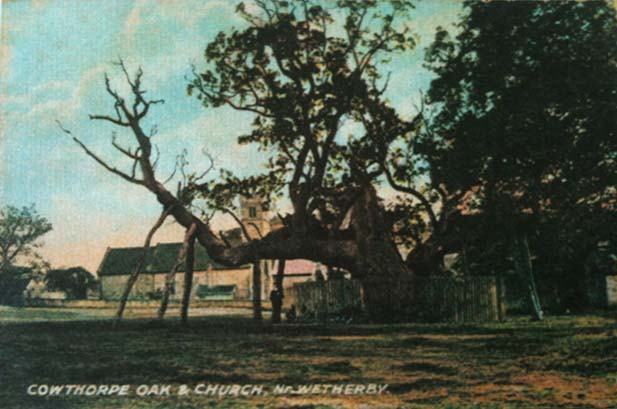 Cowthorpe Oak
