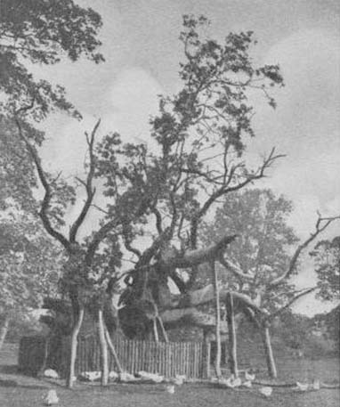 Cowthorpe Oak